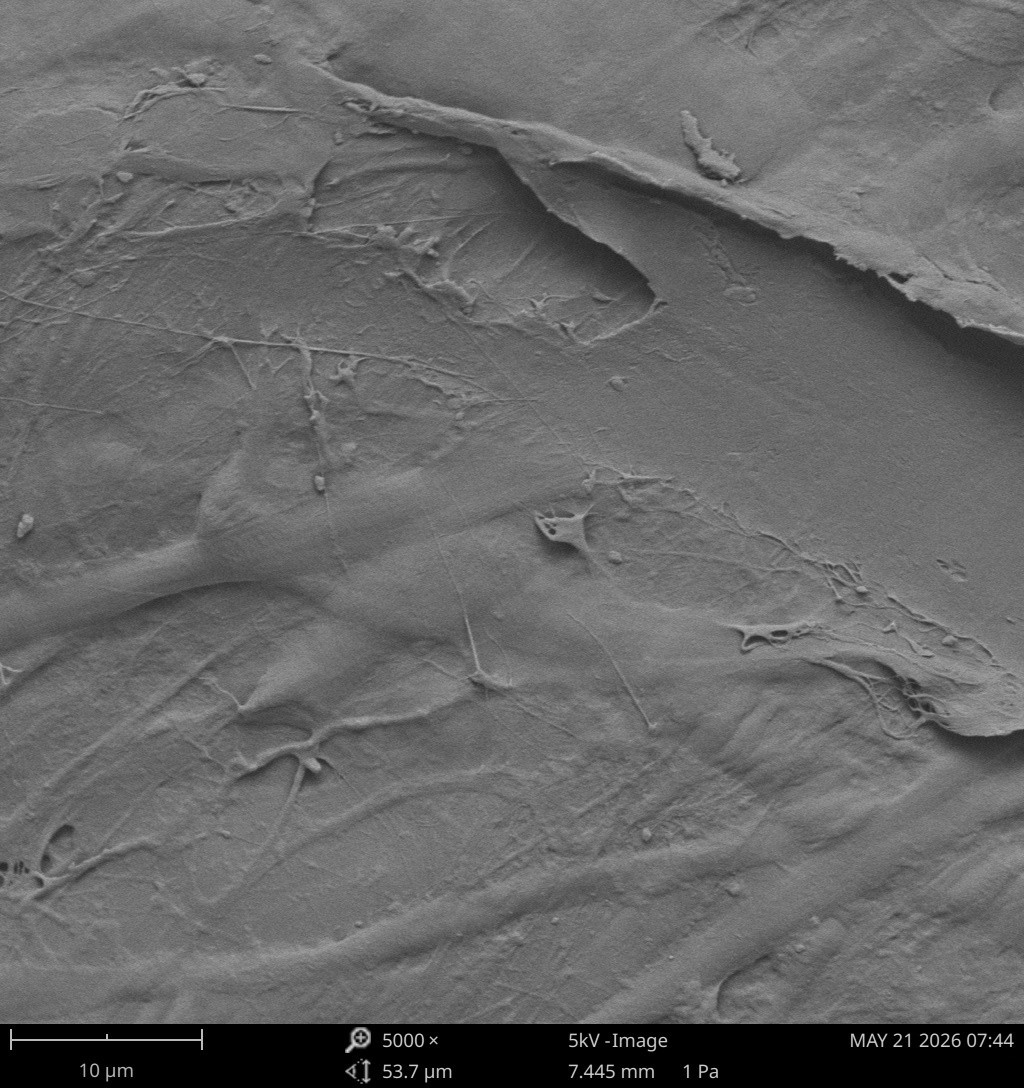 Scanning electron microscope image of a porcine SIS envelope, showing a collapsed, sheet-like structure with no visible fibrous architecture