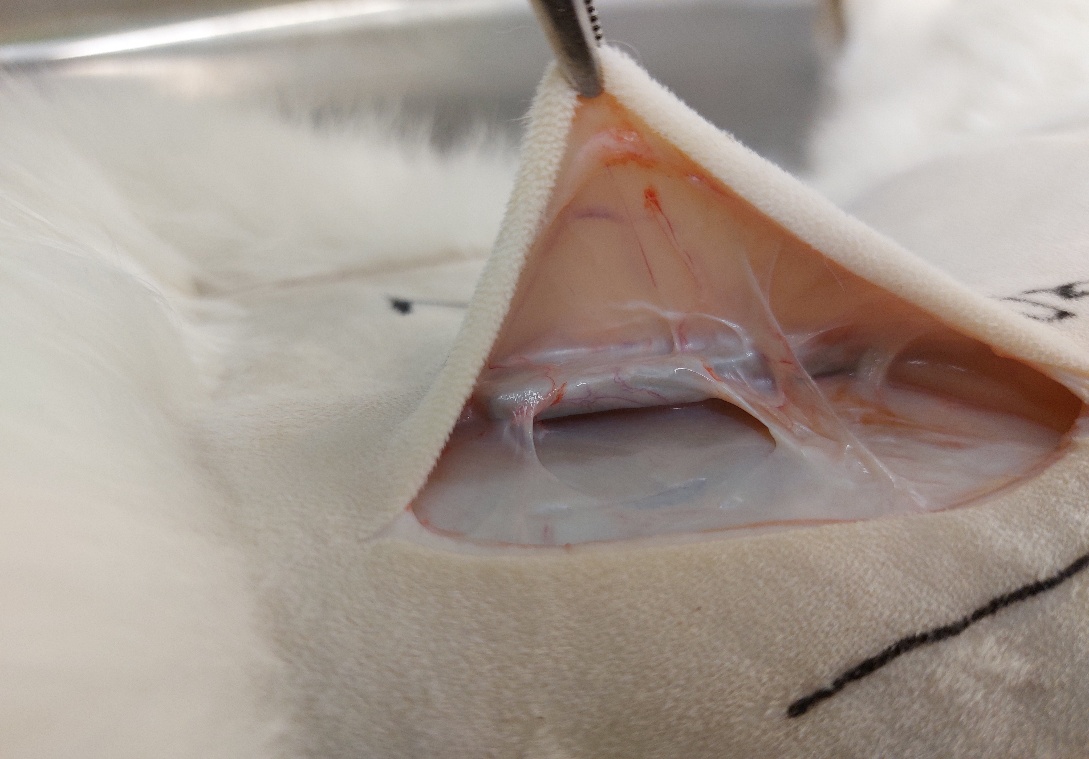 Healthy, vascularized tissue surrounding an implant wrapped in the Amynas nanofiber envelope at 20 weeks in a rabbit model
